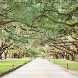 Boone Hall Plantation & Gardens