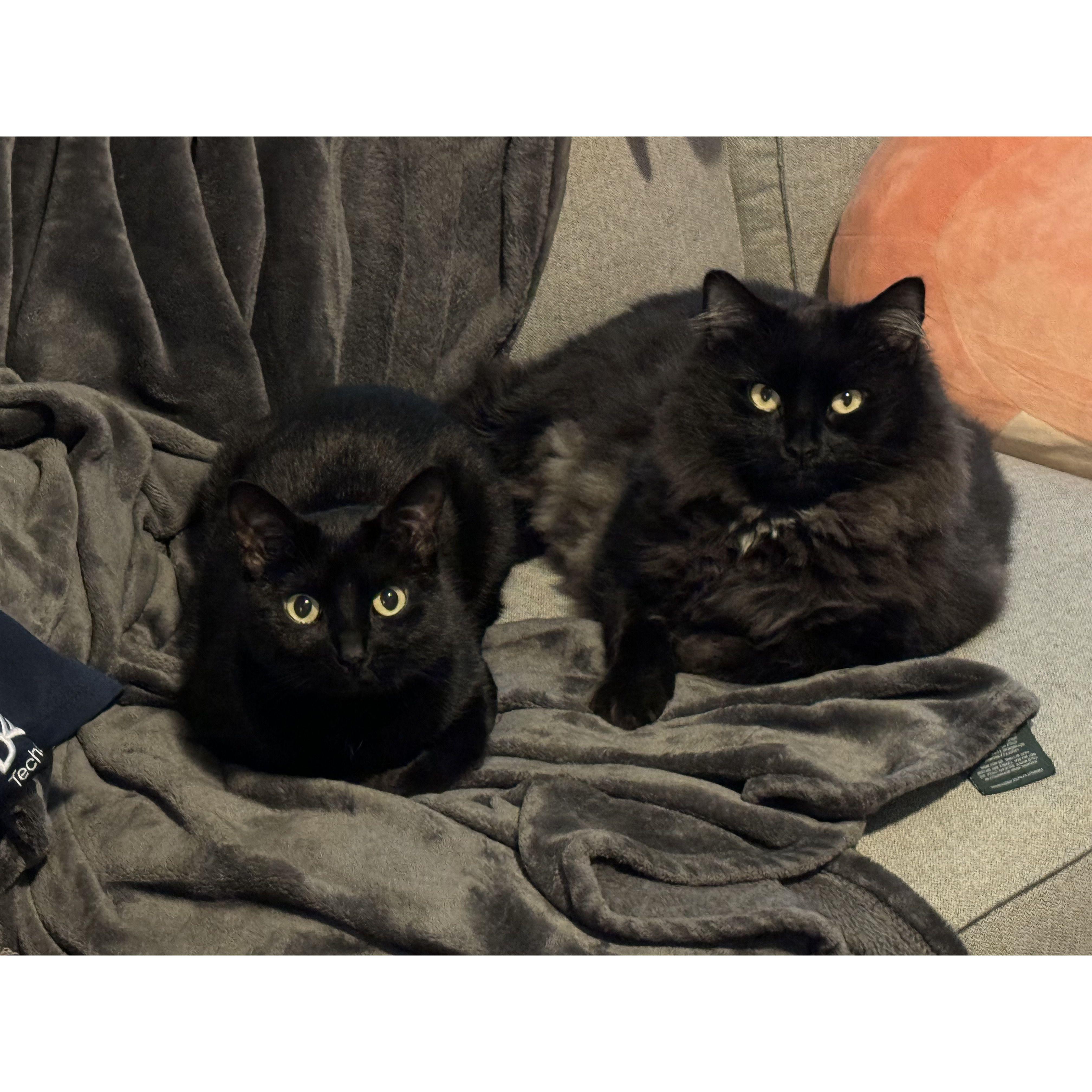 Purrrr-anormal activity