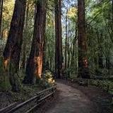 Muir Woods National Monument