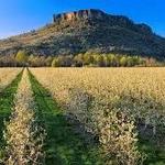 Southern Oregon Wine Tour