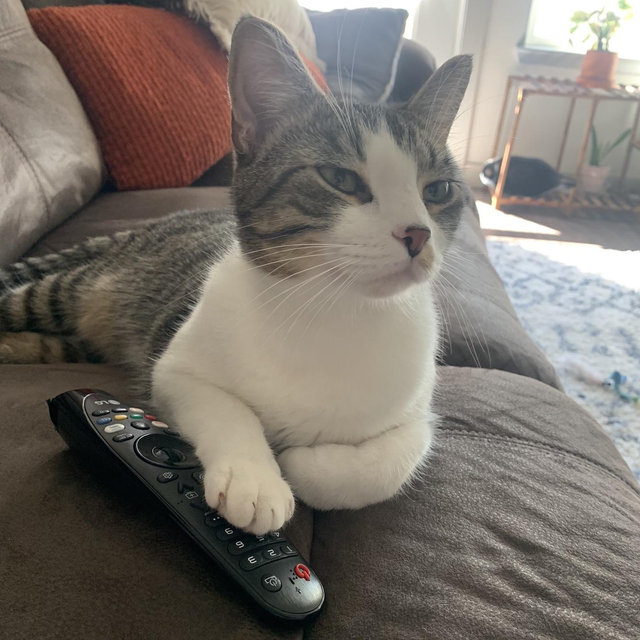 Catsitter during Wedding/Honeymoon