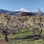 Drive the Hood River Fruit Loop