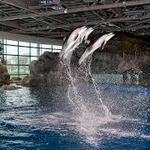 Shedd Aquarium