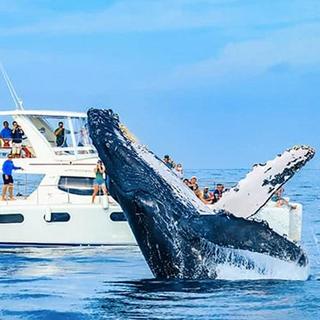 Luxury Whale Watching Tour for 2 in Cabo