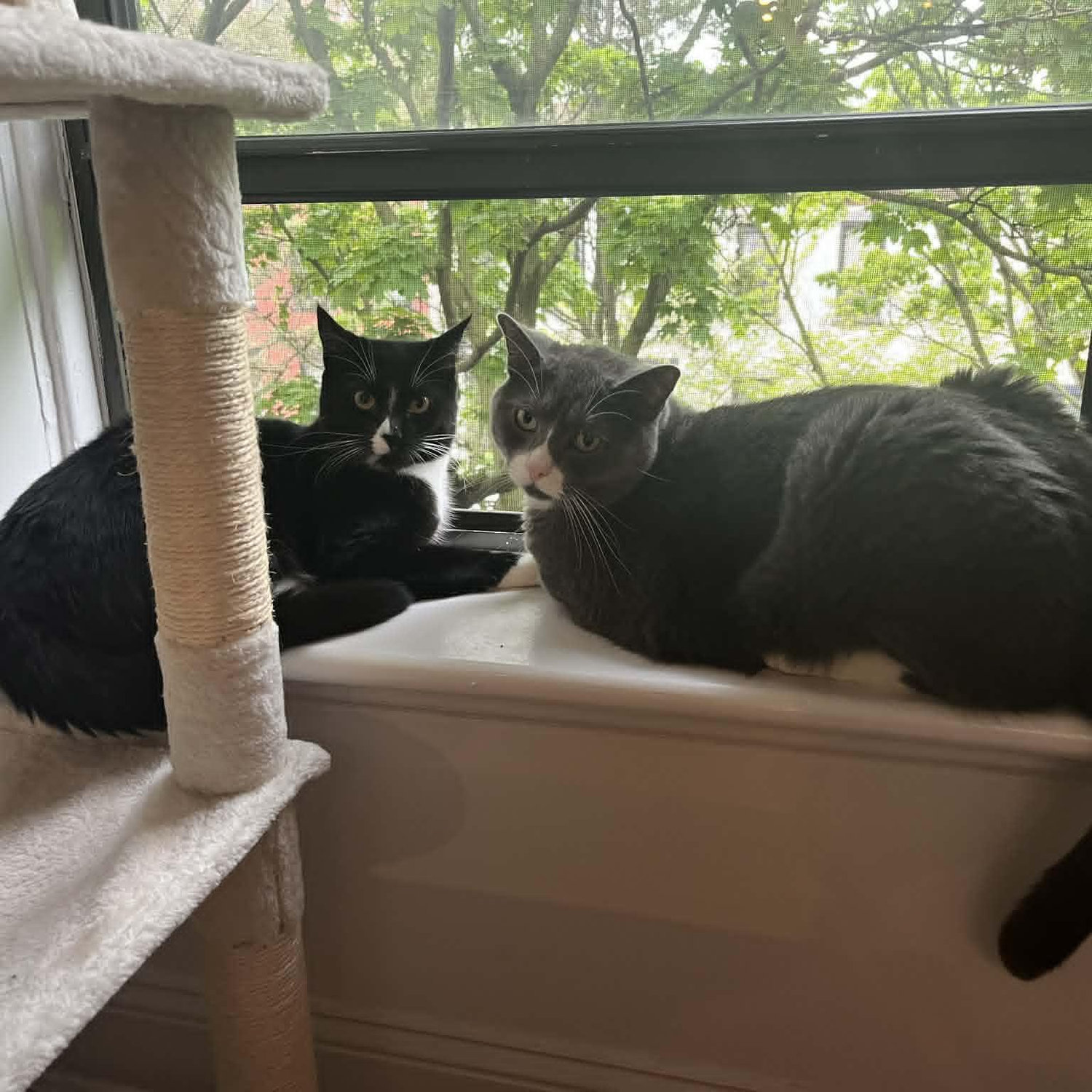 Sorry, we don't like holding paws when we're being photographed