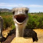 Ostrichland USA