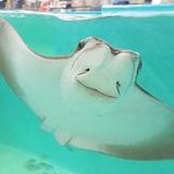 Newport Aquarium