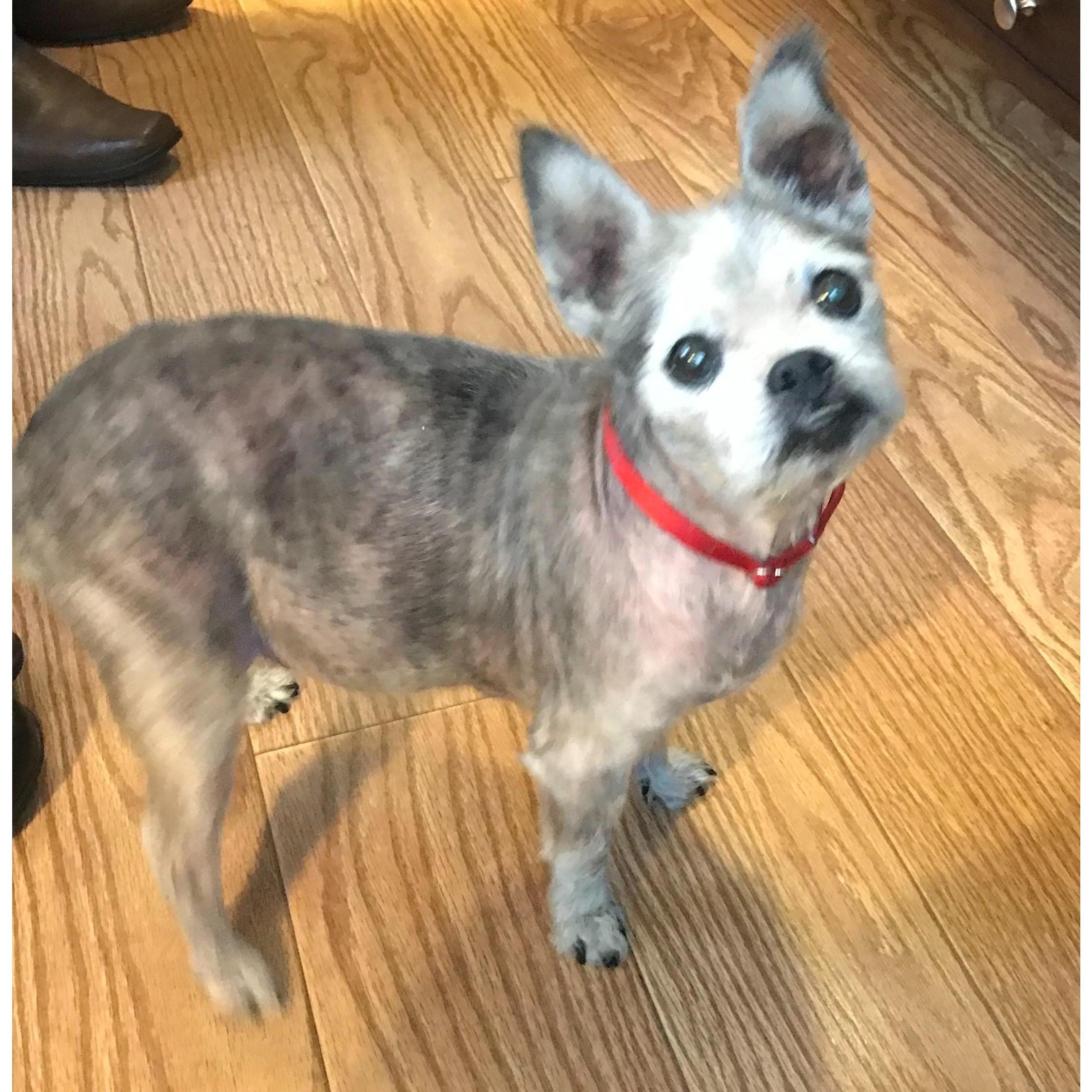Our oldest furbaby, Maxine