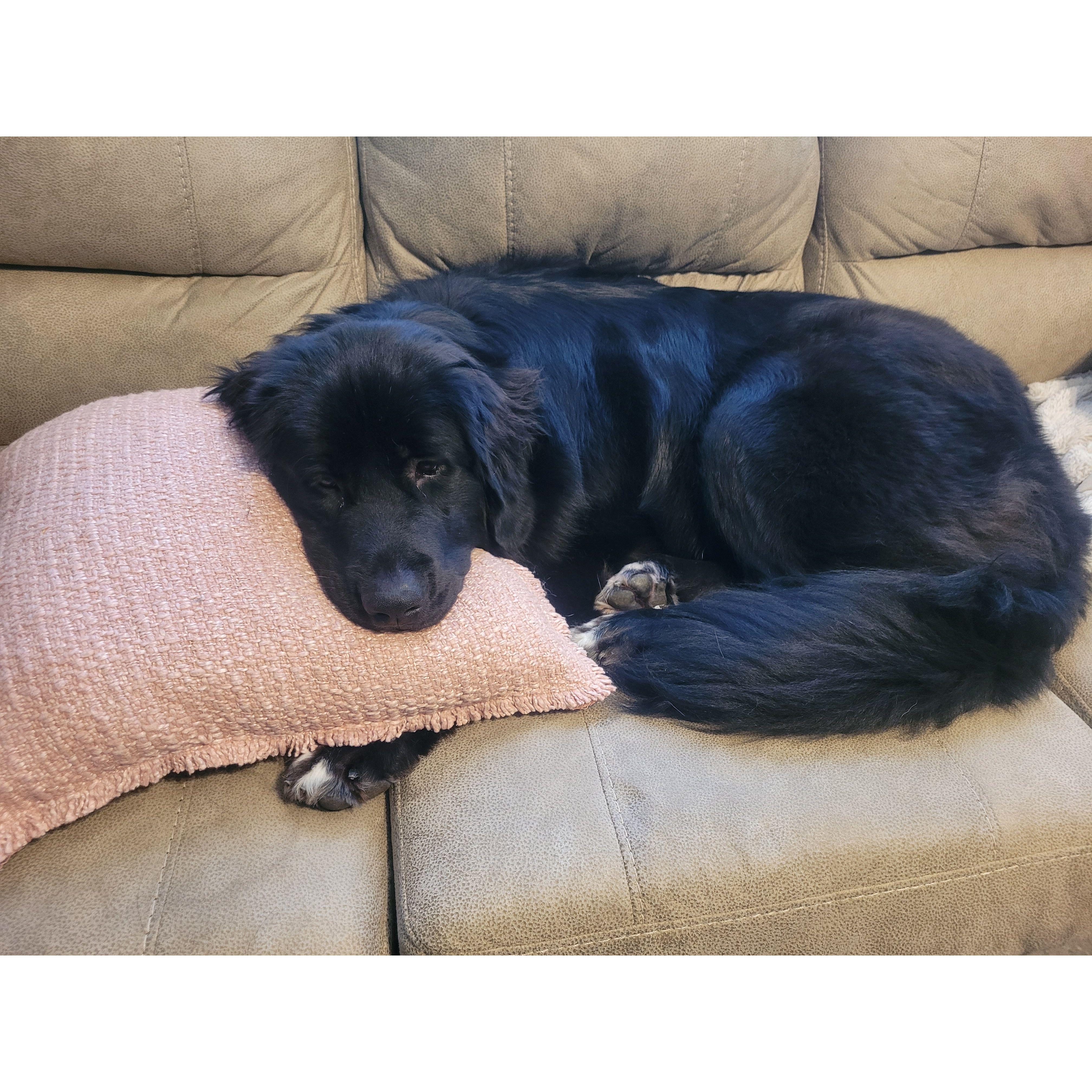 A picture of our dog, because she deserves to be appreciated by everyone