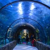 Audubon Aquarium