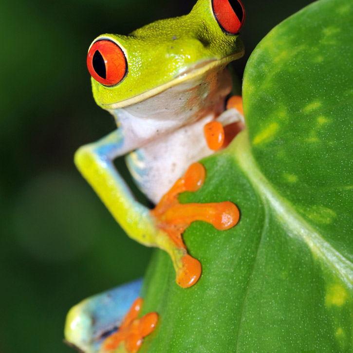 Rana Arbórea (patriciogabrielus hermosus)
