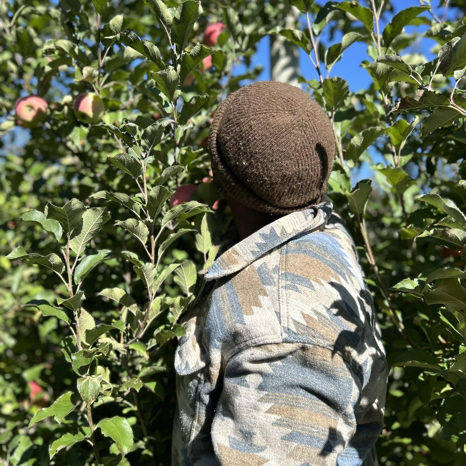 Apple picking at Chiles