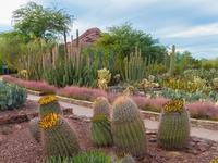 Desert Botanical Garden