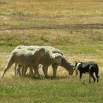 Soldier Hollow Classic Sheepdog Championship
