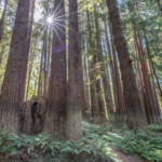 Mendocino Woodlands