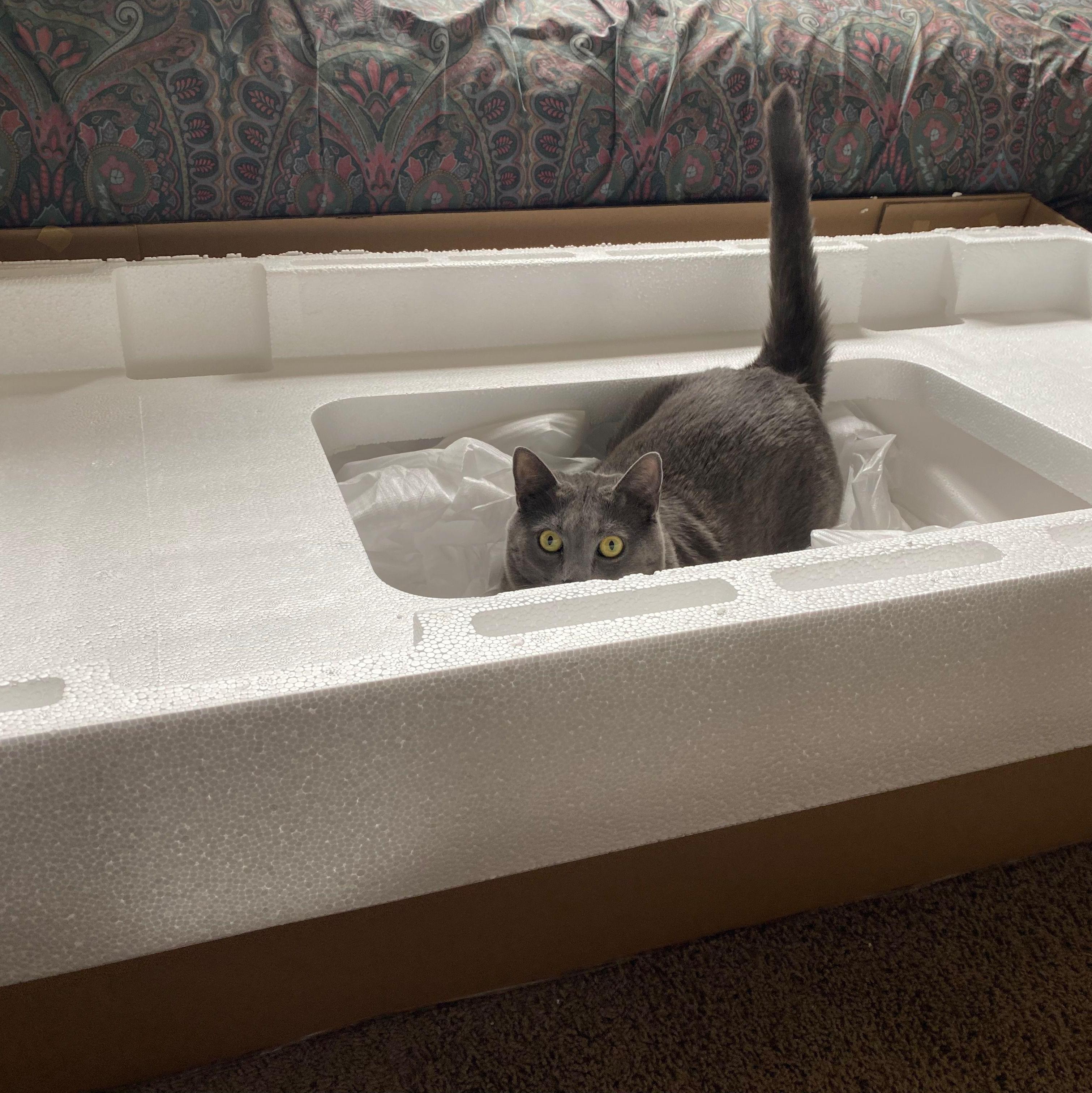 Arthur enjoying his box