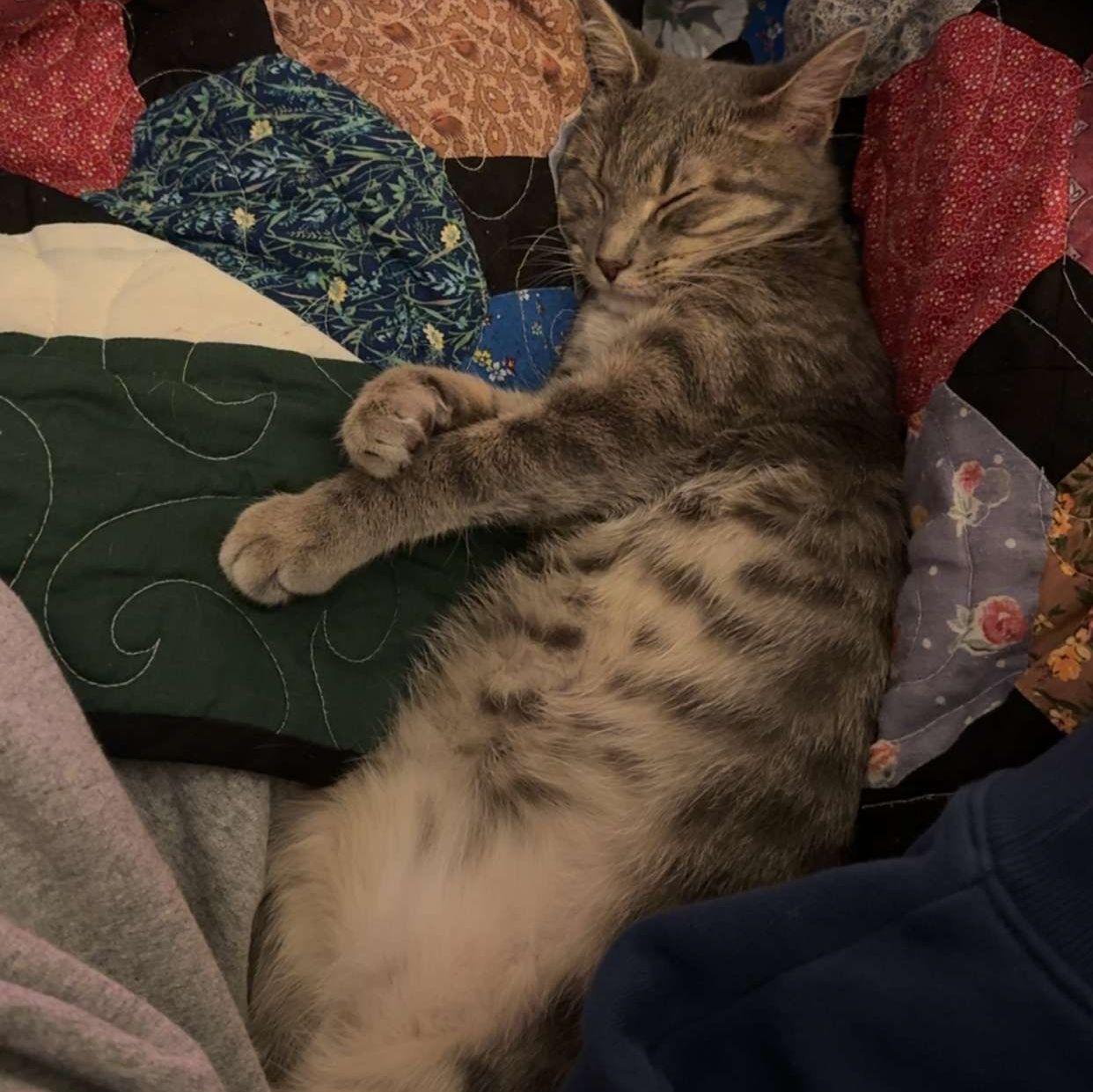 Our precious baby, Beans!