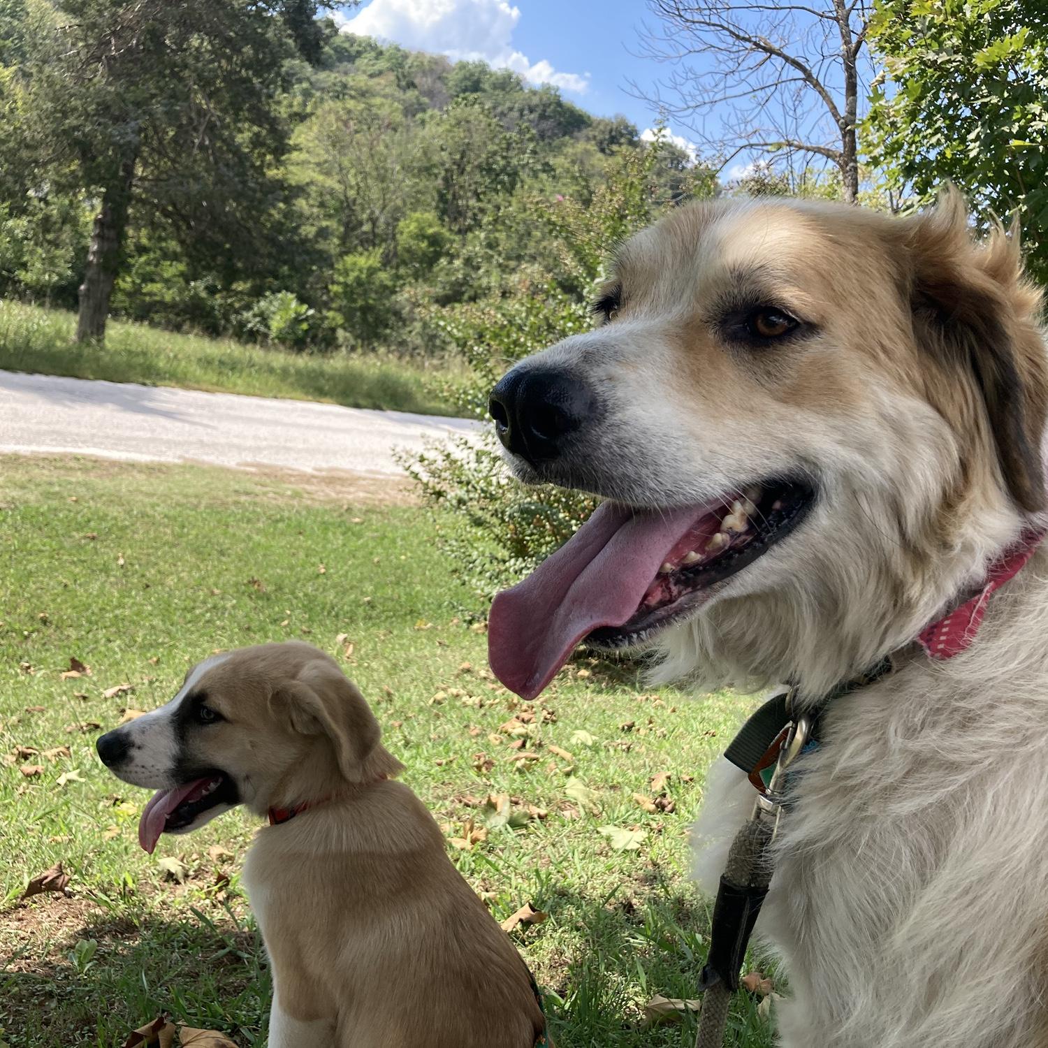 Puddle joined Bella at the vet, his first time