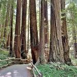 Muir Woods National Monument