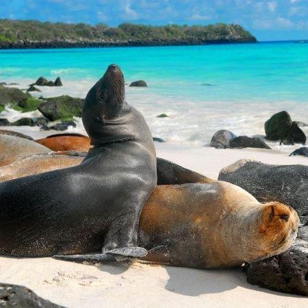 Galapagos - Sylvester found sea-lions.