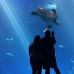 Monterey Bay Aquarium