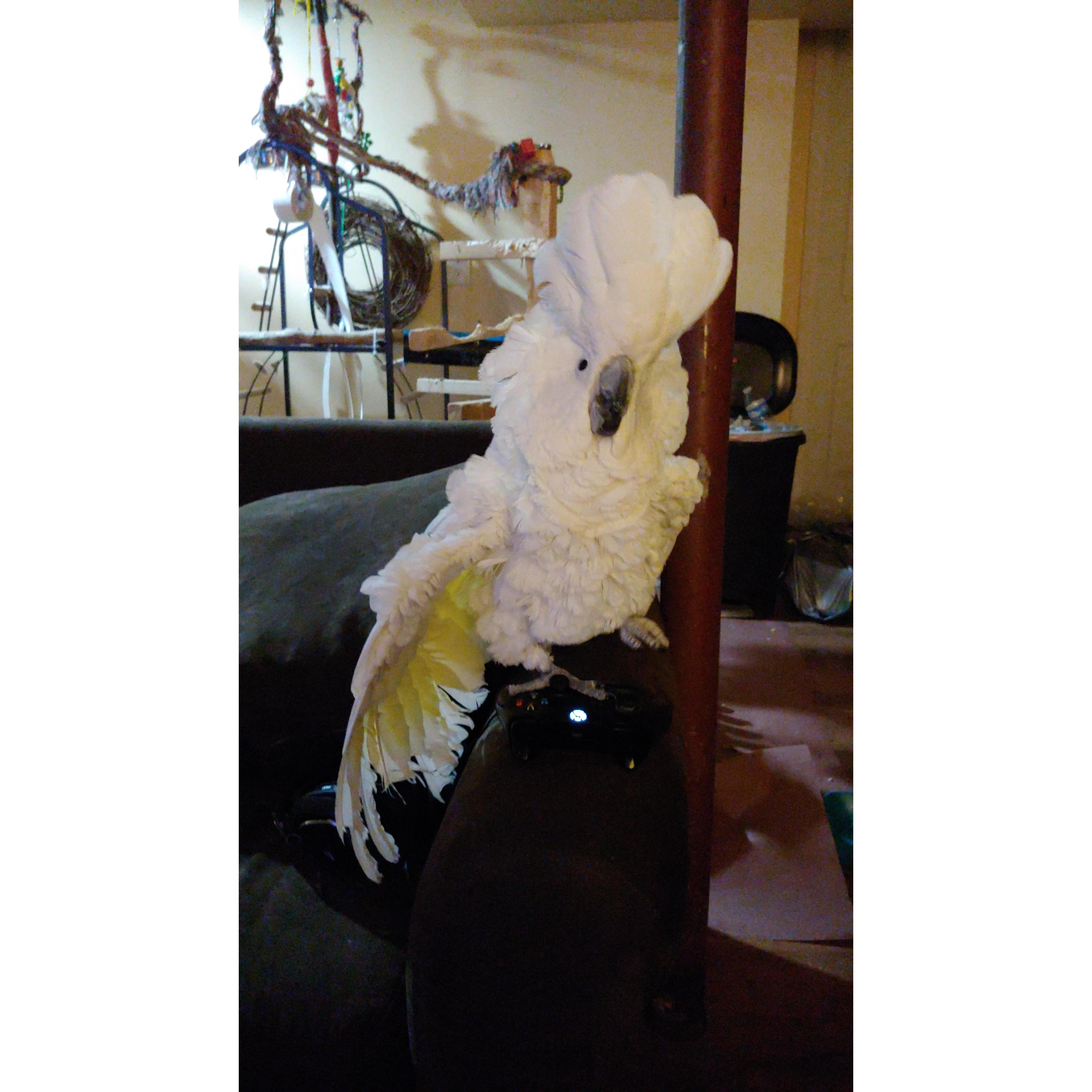 Popcorn the Cockatoo. Such a fun and funny pet to have around 😁