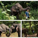 Elephant Forest Phitsanulok
