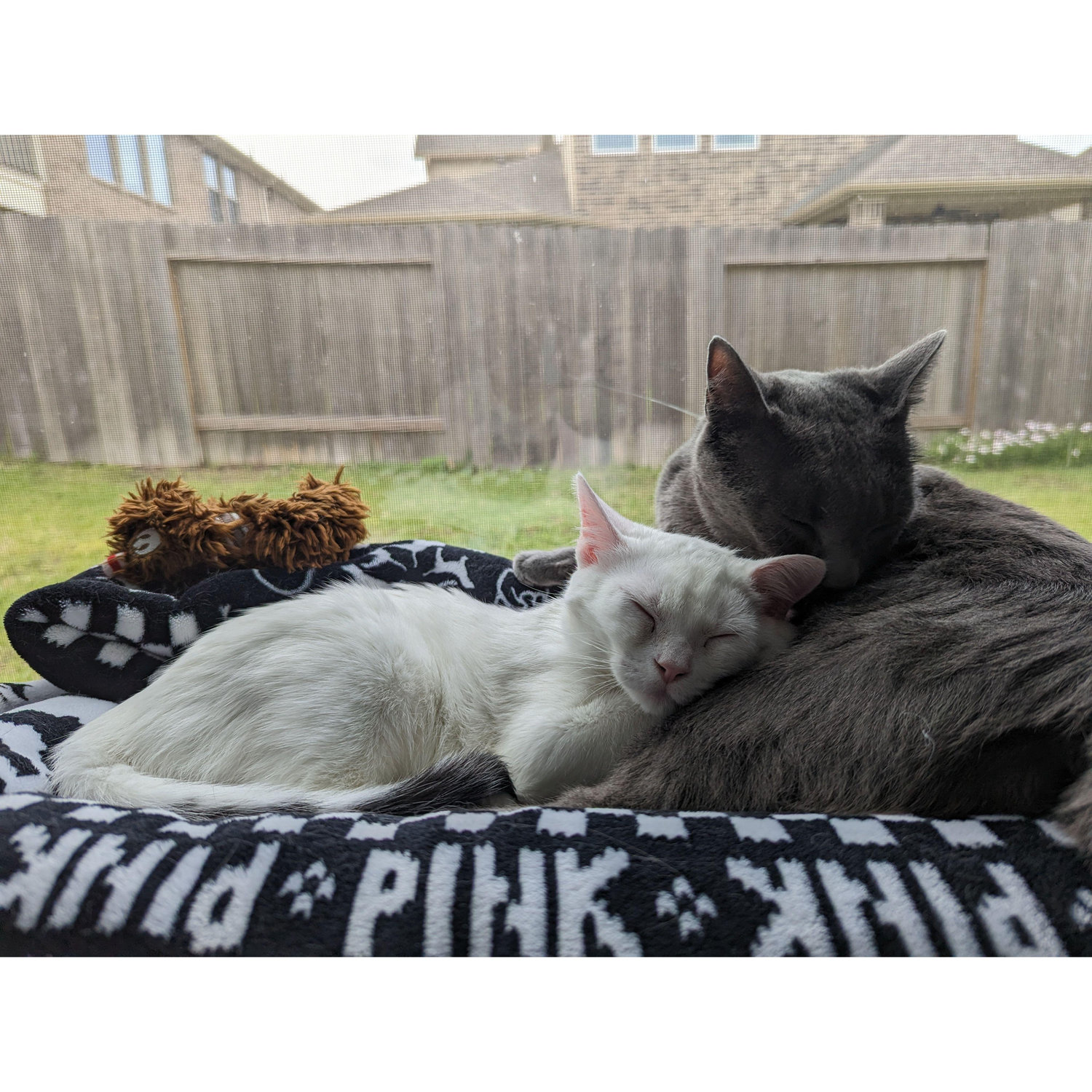 Breitling (grey) & Daisy (white)