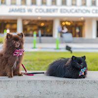 These Pom's are not twins, but they are sisters. Meena Bean and Minnie Pearl volunteer both on and off campus.