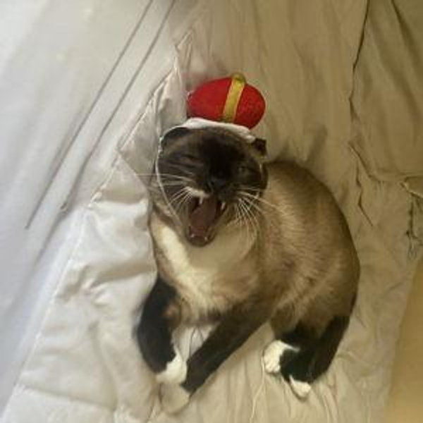 Cat Fund