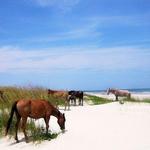 Cumberland Island National Seashore