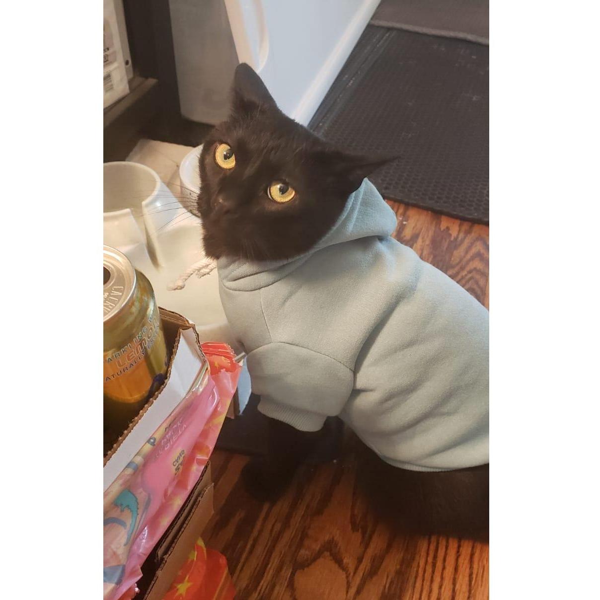 Jedi following his big bro, Puma's, fashion recommendation.