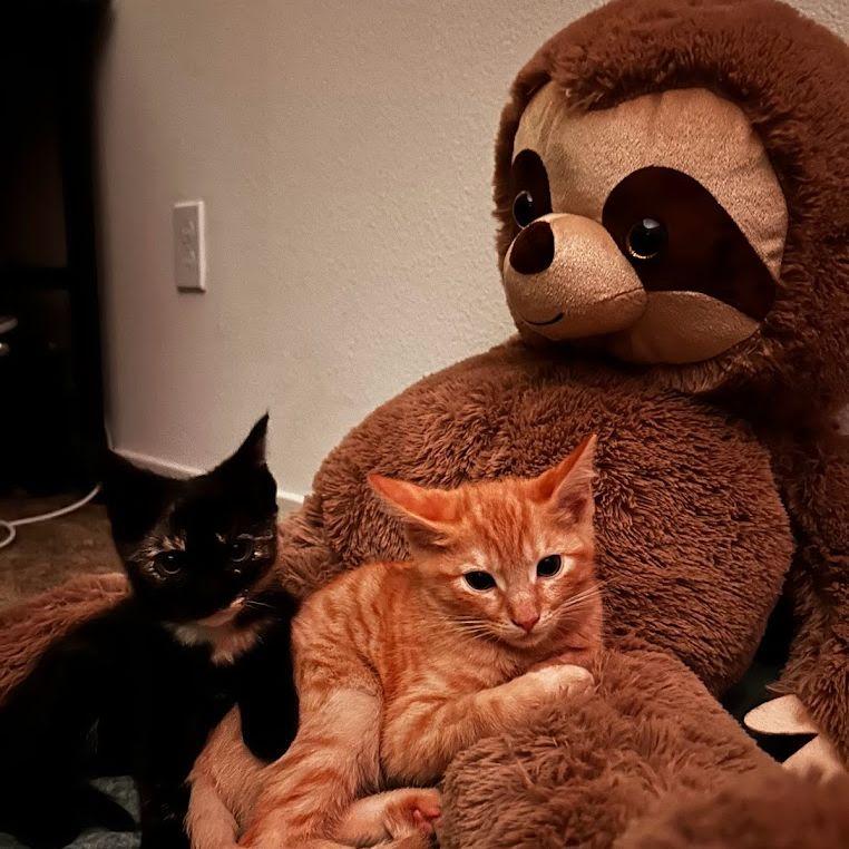 Our fur babies Jiji and Miles