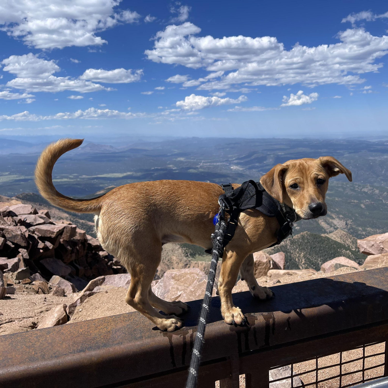 Olli reaching new heights at the summit of Pikes Peak in Colorado.