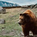 Montana Grizzly Encounter