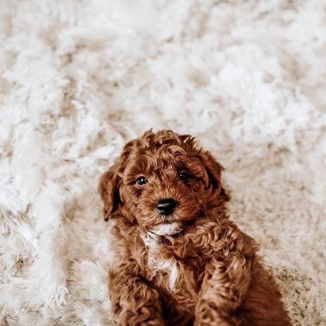Our New Puppy Mando
