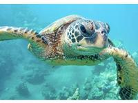 Cayman Turtle Centre