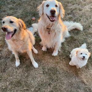 New Puppy Fund