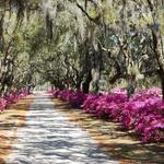 Bonaventure Cemetery