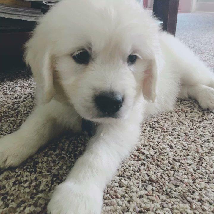 Our fav memory- getting our fur baby, Bruce!