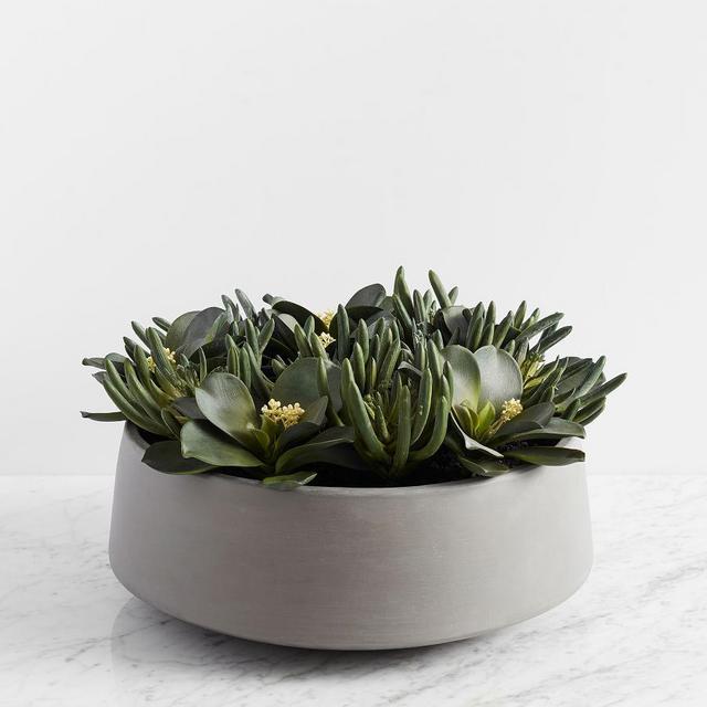 Composed Succulent Arrangement In Ceramic Planter, Large, Dark Green