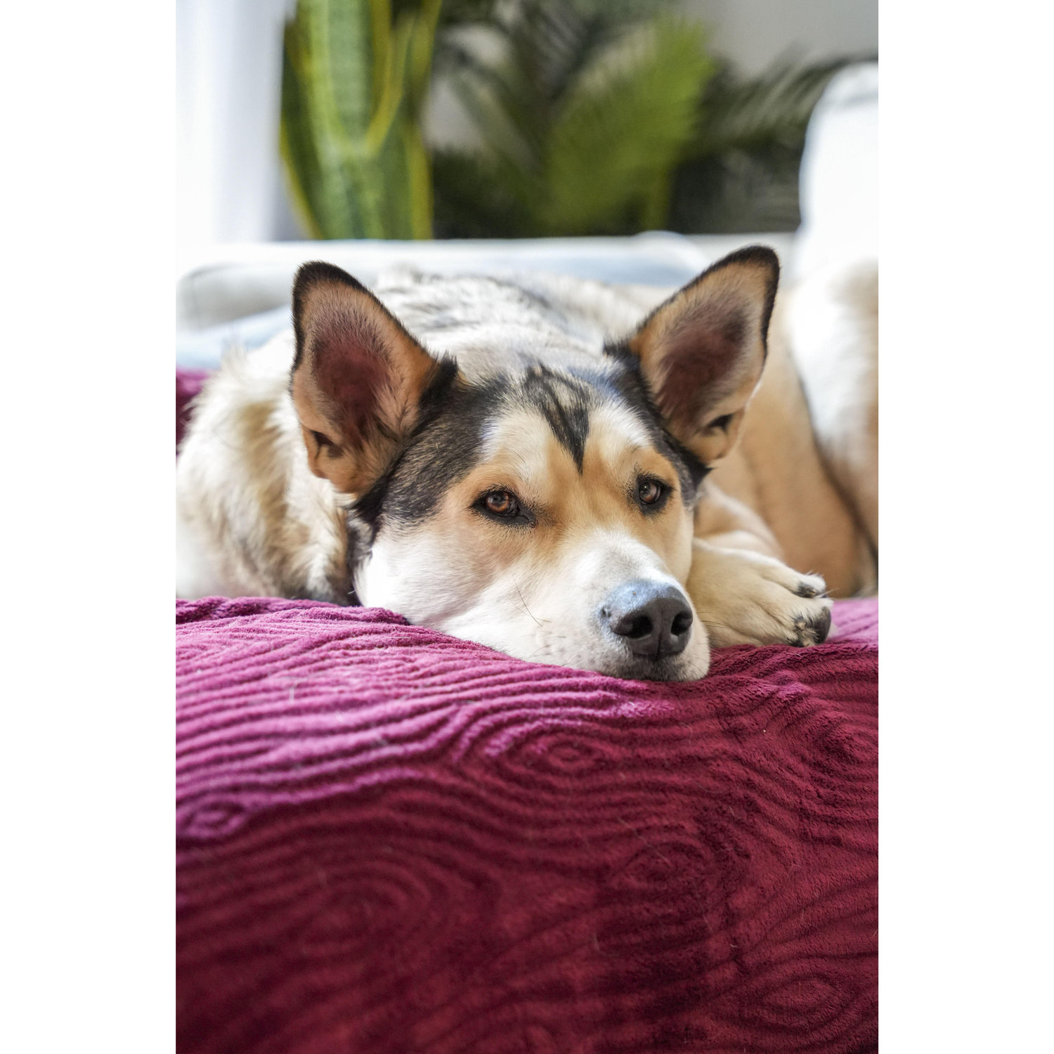 Home security asleep on the job, as per usual.