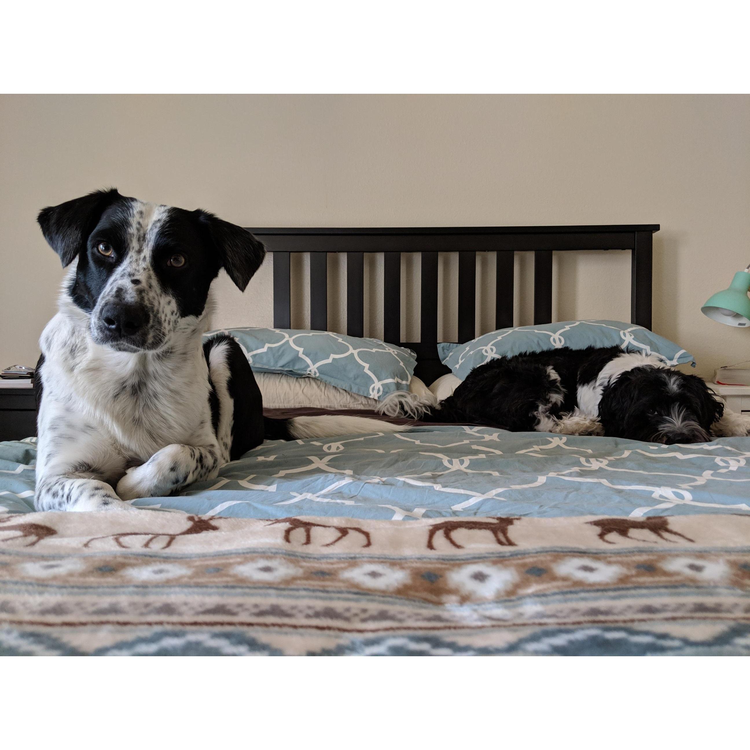 The boys, Ollie and Yogi.