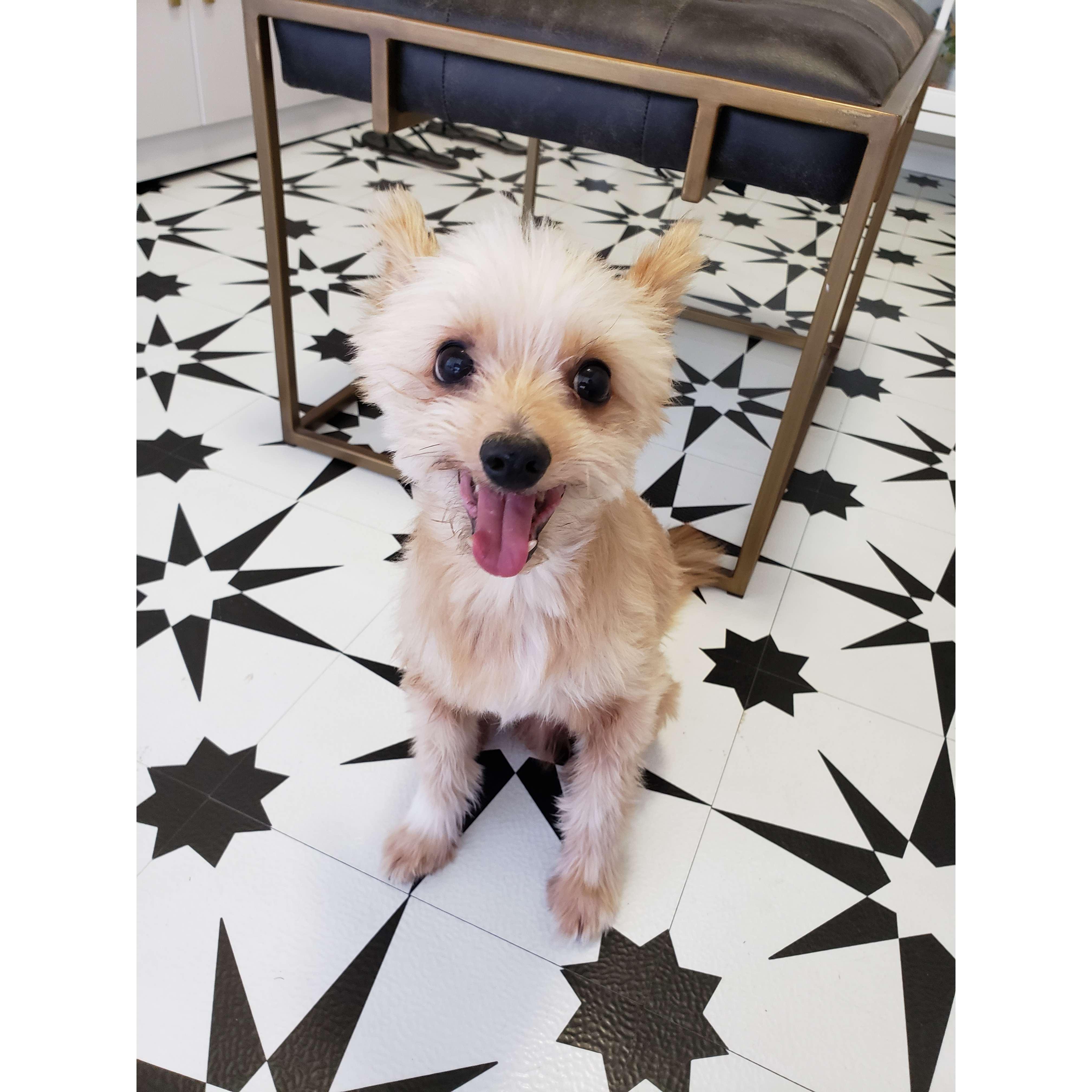 Our sweet boy Teddy Bear