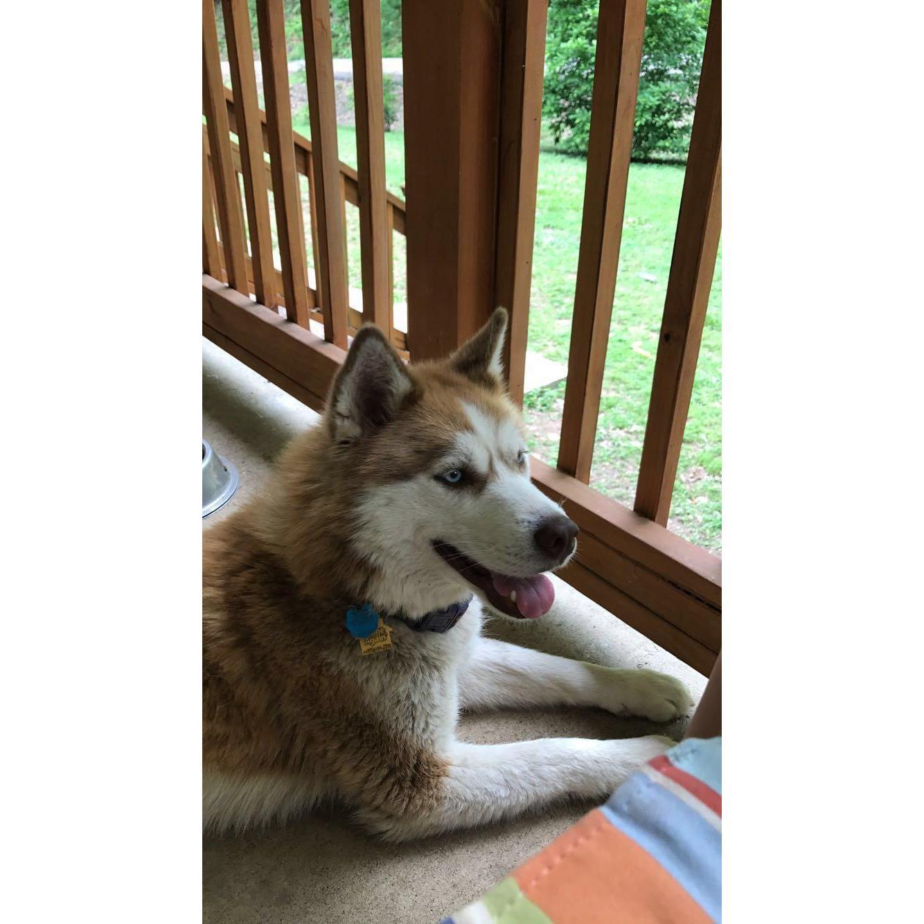 Our husky, Nala!