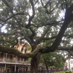 Tours by Foot New Orleans