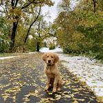 Lindenwood Park
