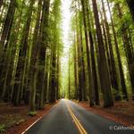 Avenue of the Giants North Entrance