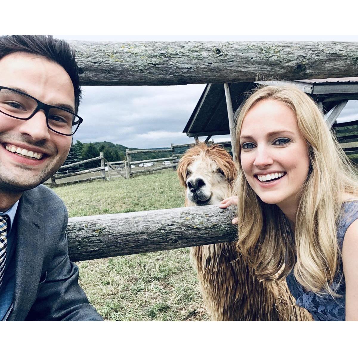 Love at first llama