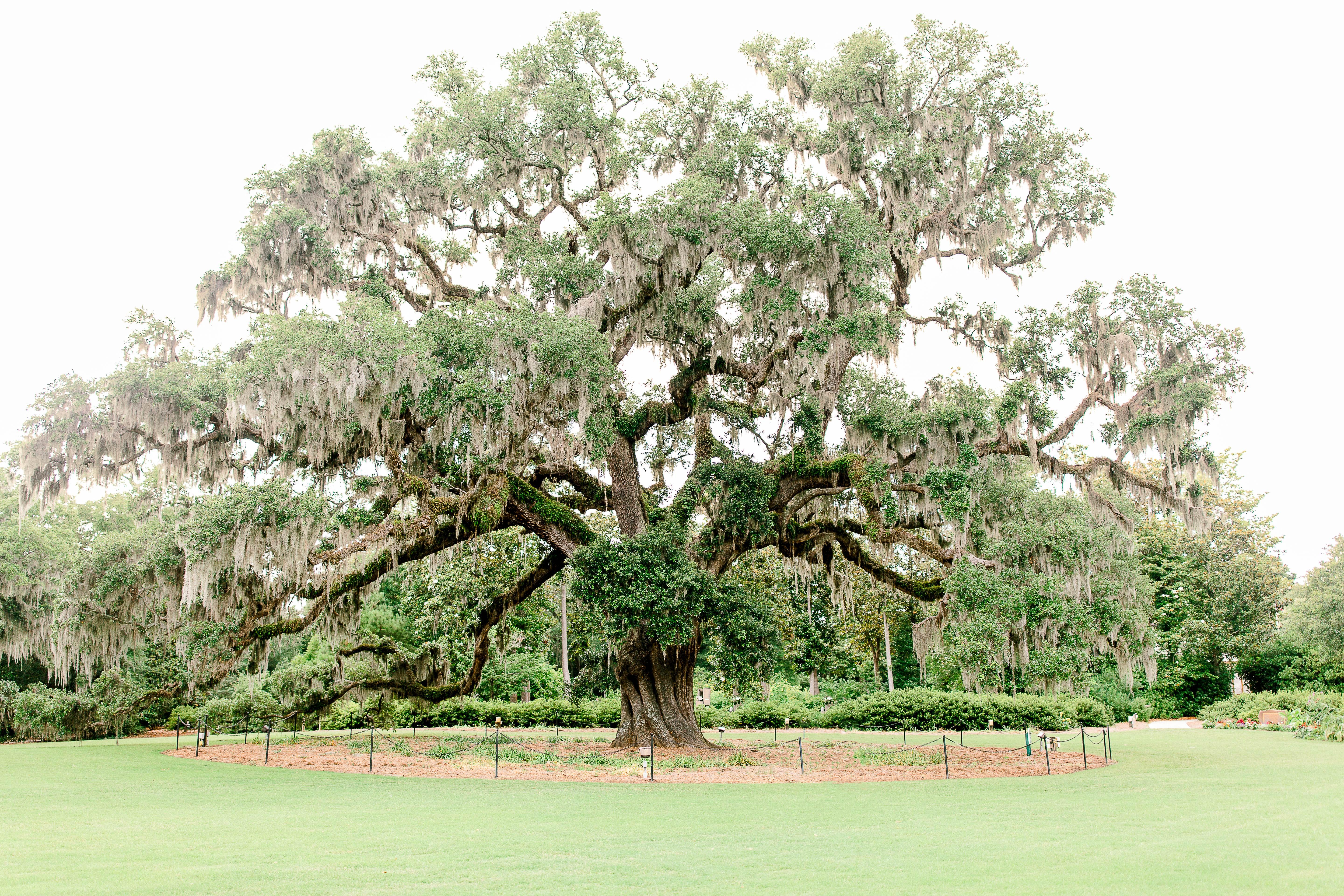 The Wedding Website of Sarah Goodnight and Brandon Peach